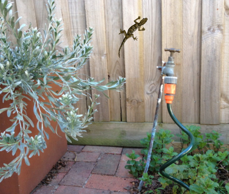 Cover image for Suburban Garden