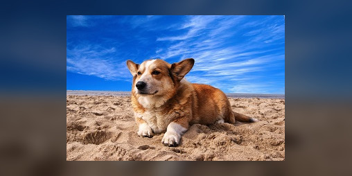 Cover image for Corgi Experience Platinum