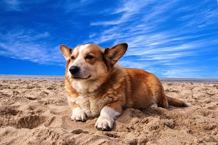Cover image for Corgi Experience Platinum