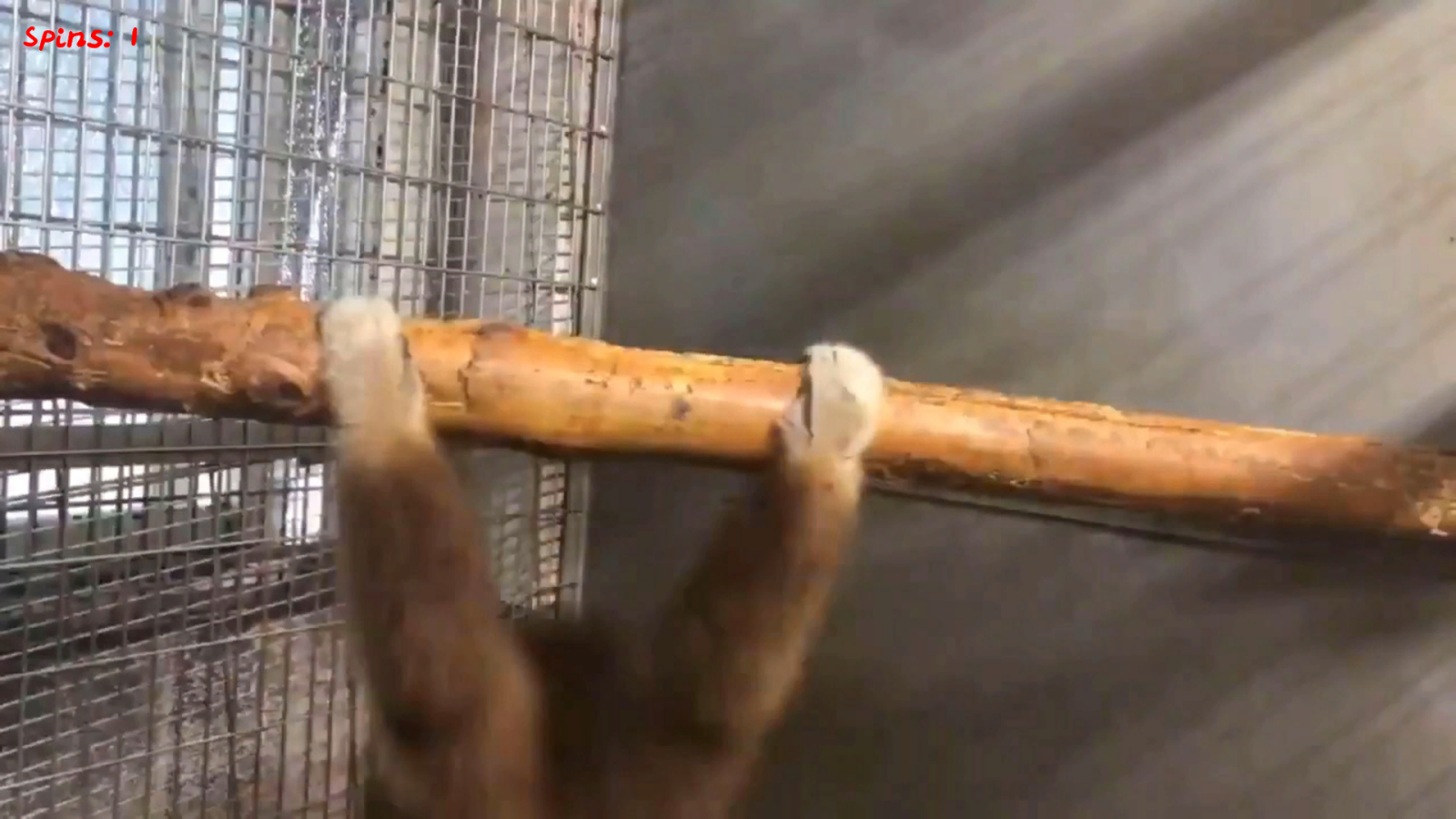 Monkey Is Spinning