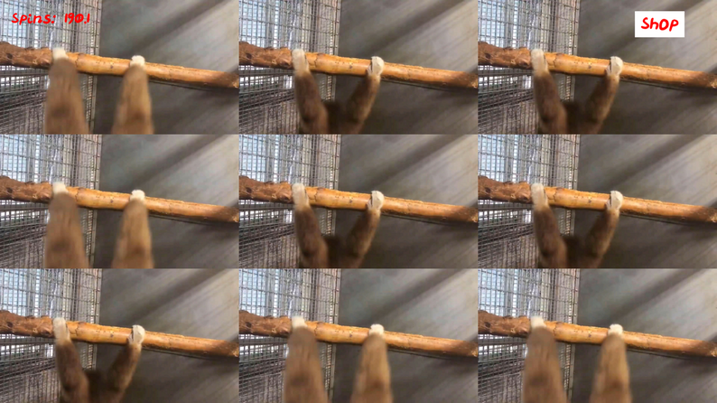 monkey spinning ifire monkey spinning ifire