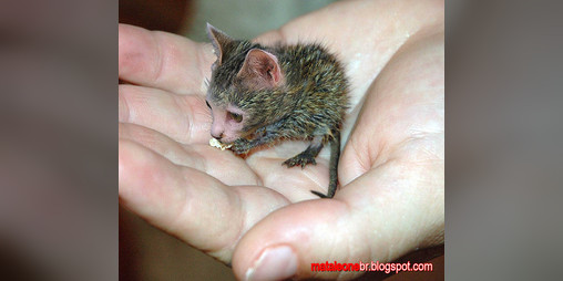 Cover image for Steve, The Born Again Christian Cat-Rat