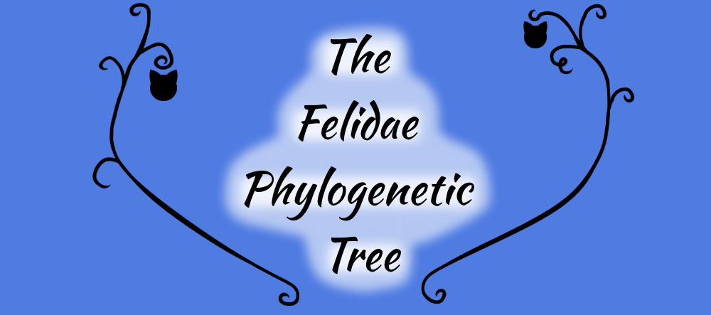 Felidae Phylogenetic Tree