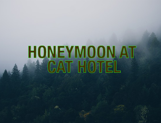 Cover image for Honeymoon at Cat Hotel