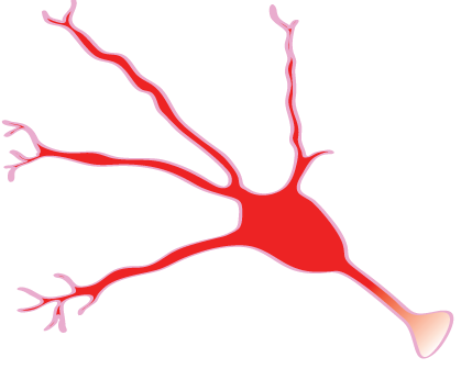Synapse