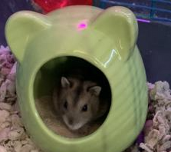 Hamster Clicker for Android - Free App Download