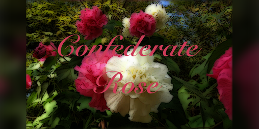 Cover image for Confederate Rose