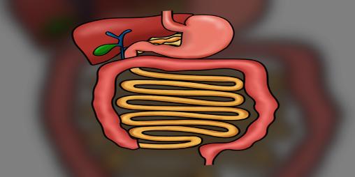 Cover image for Digestion
