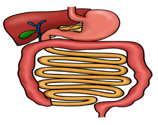Cover image for Digestion