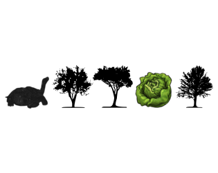 Cover image for lettuce walk