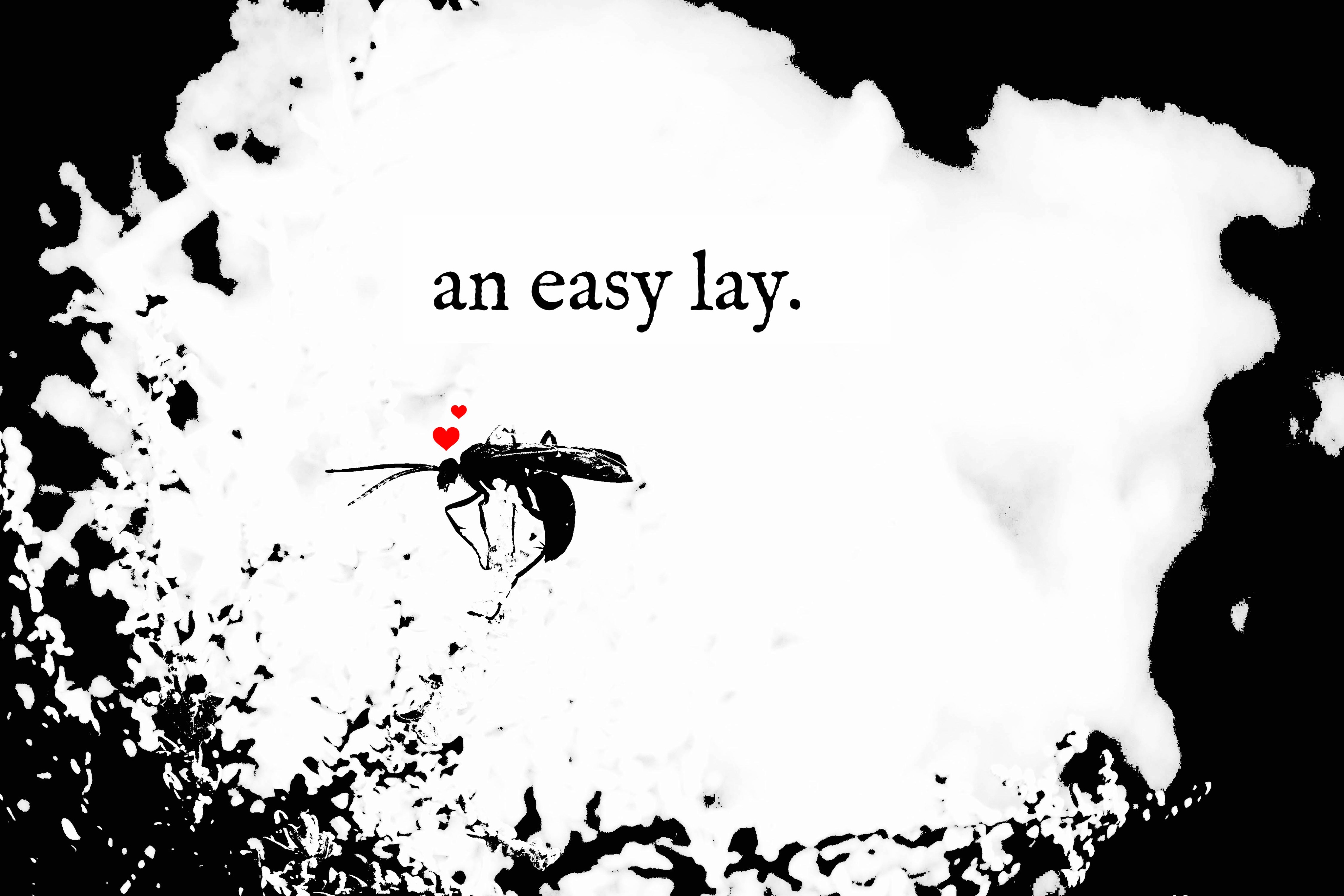 An Easy Lay By Spiderflorist