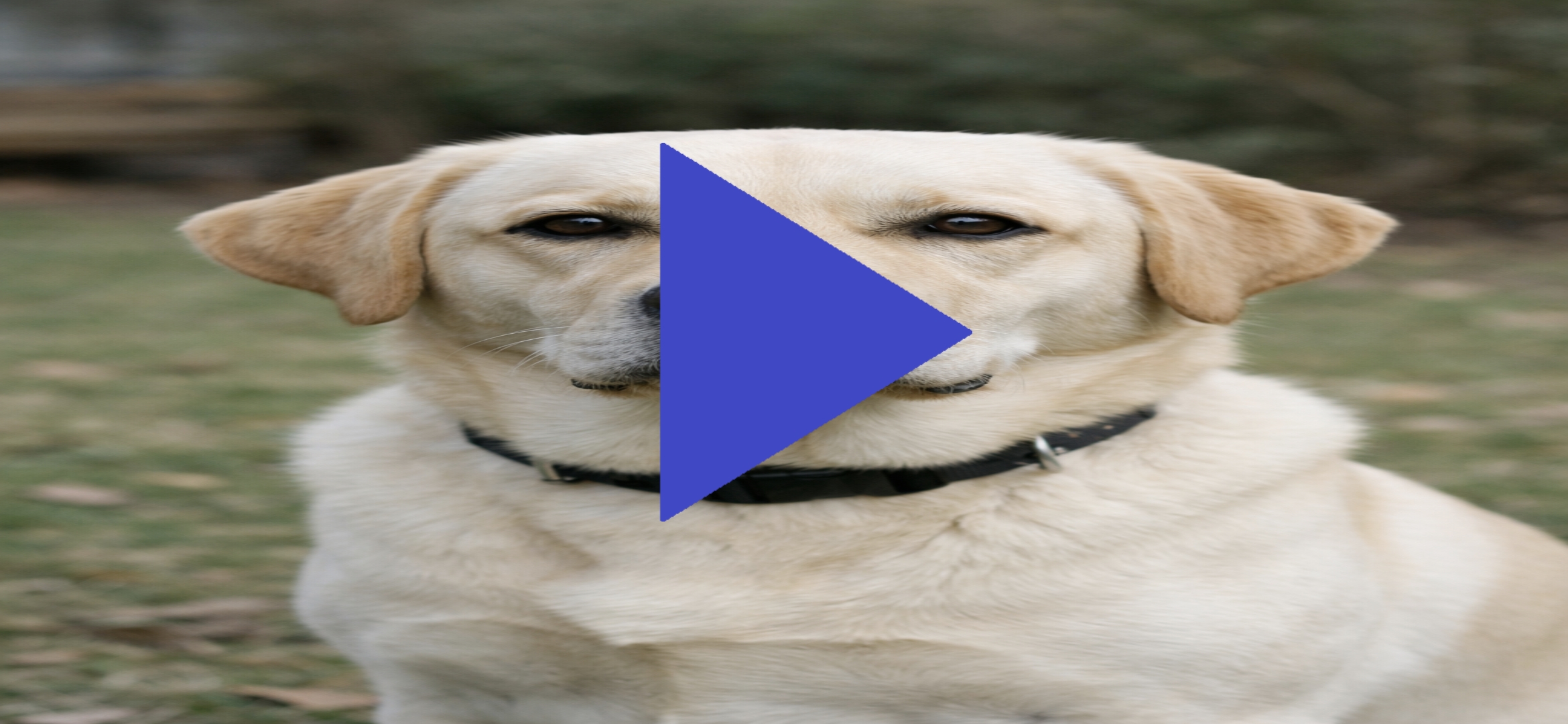 Screenshot 4 for Canis Shieldo™