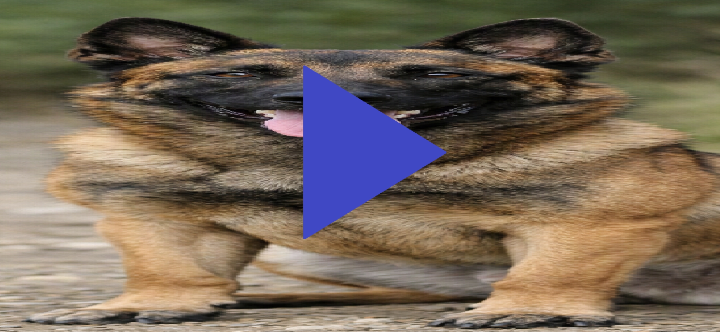 Screenshot 4 for Canis Shieldo™