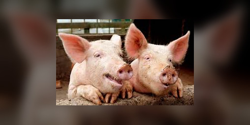 Cover image for Pig Adventure