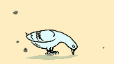 Cover image for Pigeon