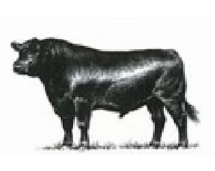 BEEFWAR