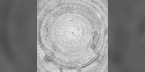 Cover image for Ringtrees