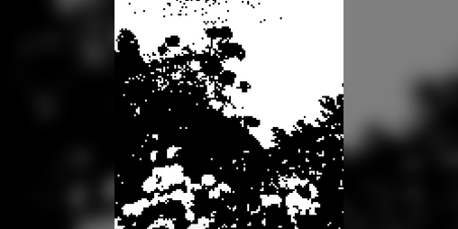 Cover image for bloom
