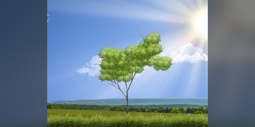 Cover image for Procedural Trees