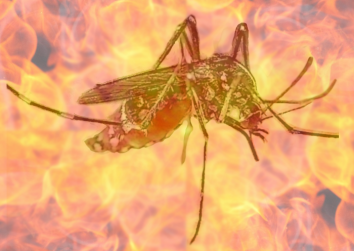The Life Of Aedes