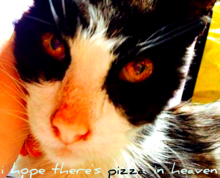 Cover image for i hope there's pizza in heaven