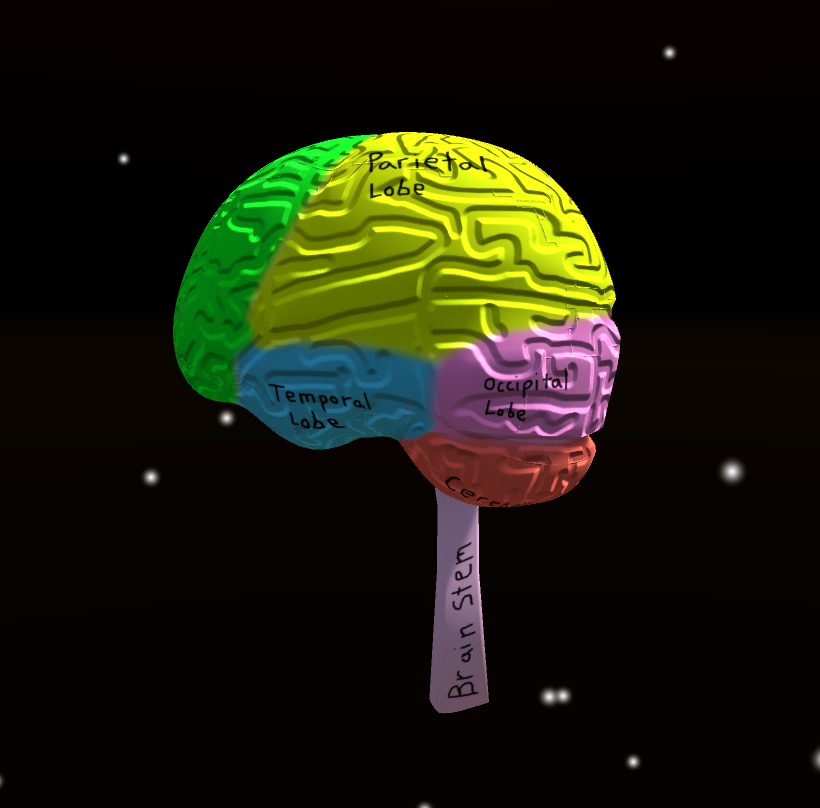 3d brain project