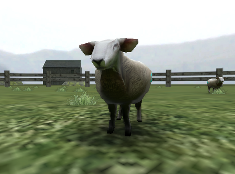 cattle