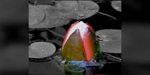Cover image for Lily Seed