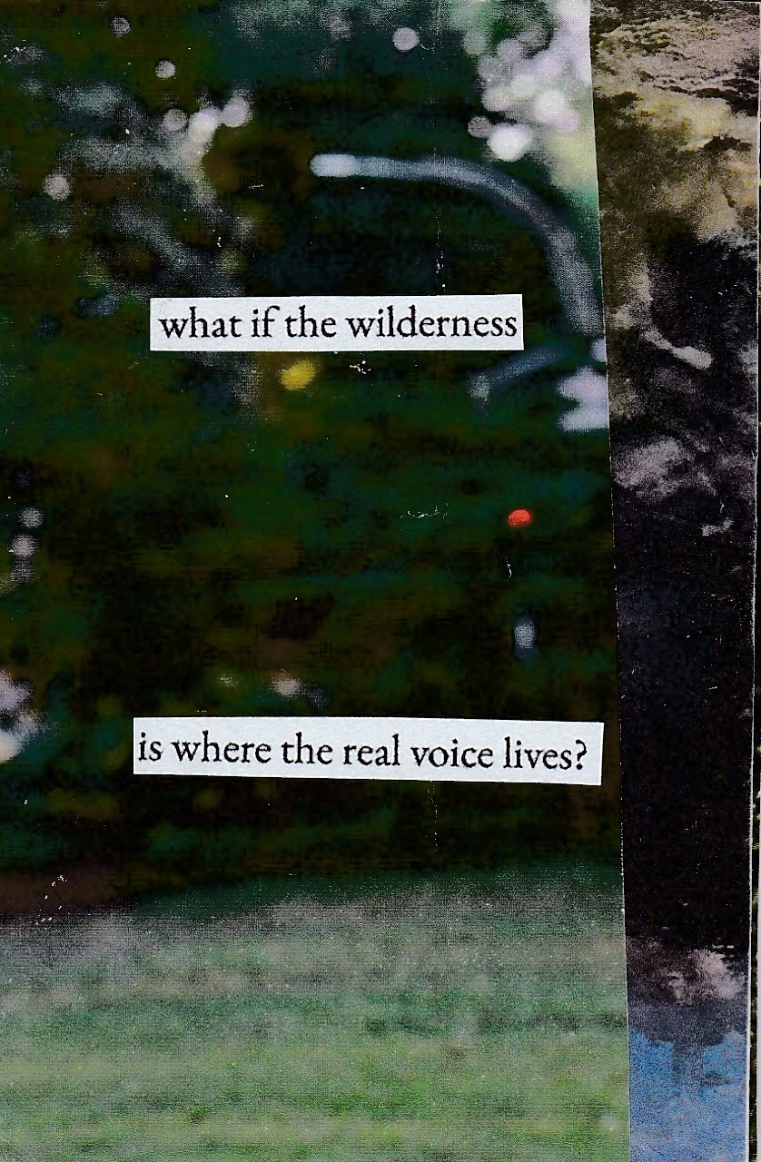 Screenshot 2 for what if the wilderness is where the real voice lives?