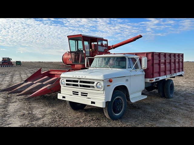 Screenshot 7 for FS25 1971 Dodge D700 Grain Truck