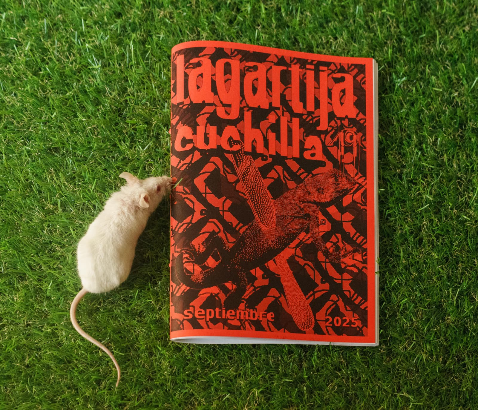 Screenshot 2 for Lagartija Cuchilla Nº19