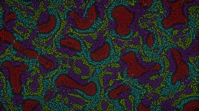 Particle Life Simulator by Polymorphic Games, DapperNurd, Mello Jello