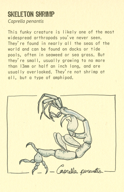 Screenshot 3 for Zine: August Arthropod Art: A Month of Arthropods