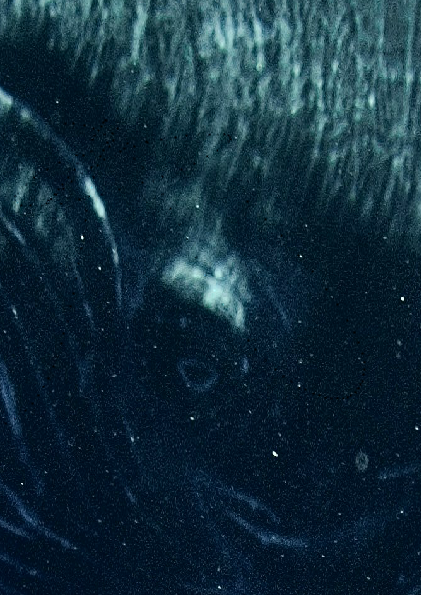 Screenshot 3 for the tale of a whale