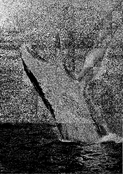 Screenshot 4 for the tale of a whale