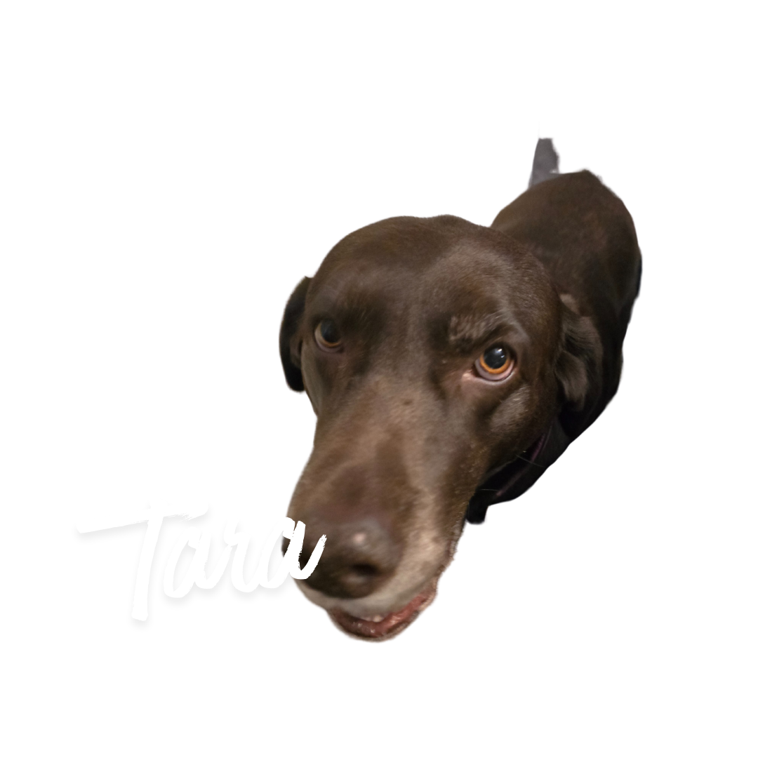Screenshot 6 for Where Is Tara?