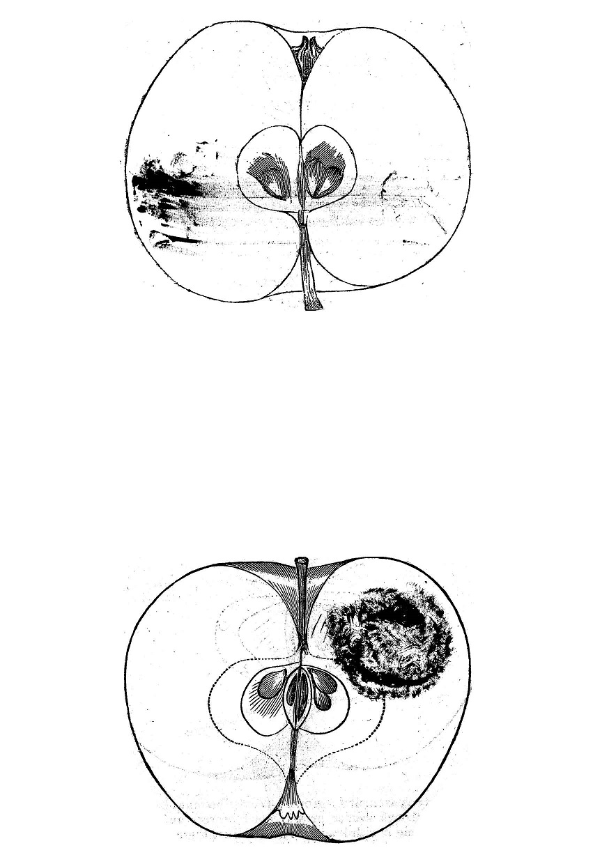 Screenshot 3 for Bruised Fruit is still good - a BDSM zine