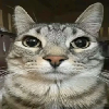 Screenshot 2 for Silly Cat Game II