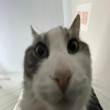 Screenshot 3 for Silly Cat Game II