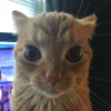 Screenshot 4 for Silly Cat Game II