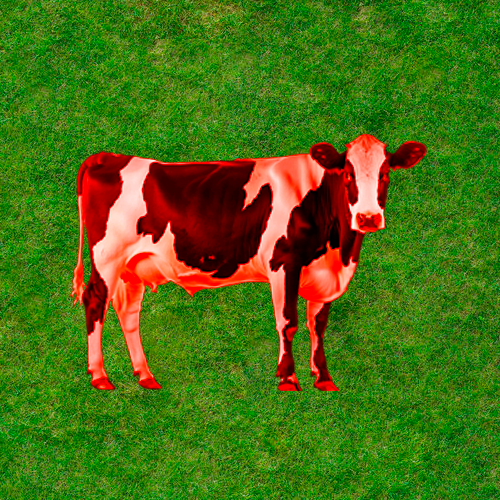 Screenshot 2 for Imagina que tienes 2 vacas