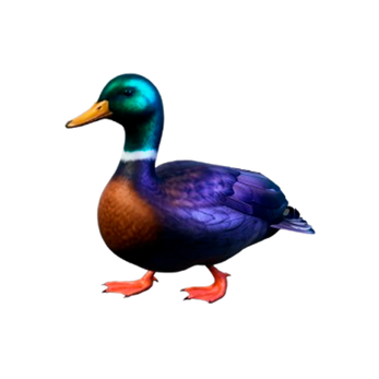Duck