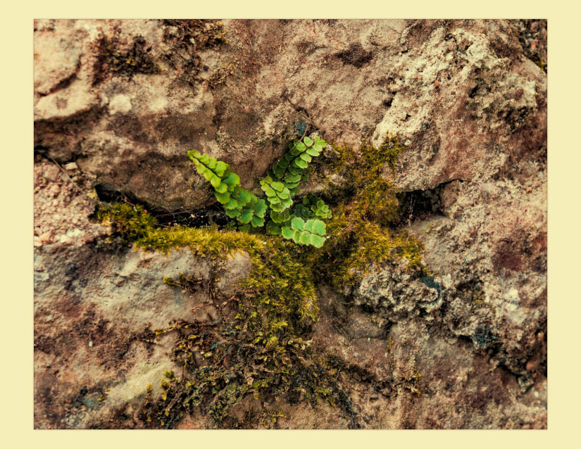 Screenshot 4 for stubborn little tendrils