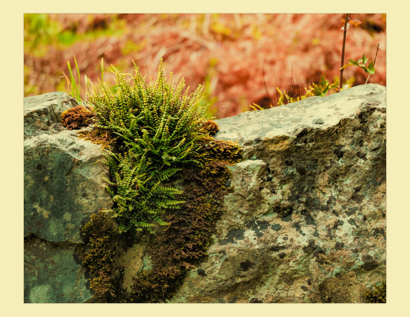 Screenshot 5 for stubborn little tendrils
