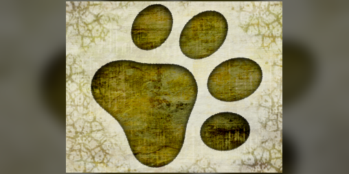 Cover image for The Shapeshifter Apprentice