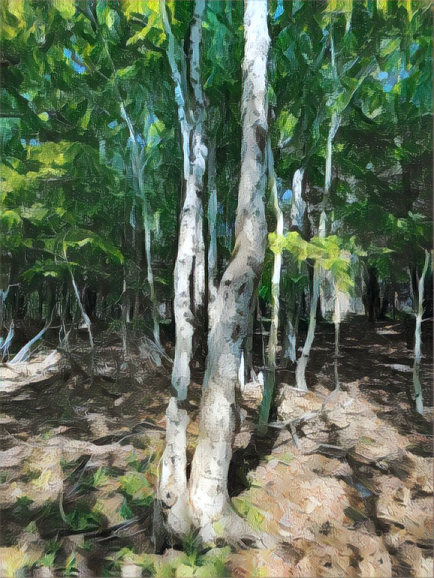 Screenshot 2 for The Fens of the Forest Mothers