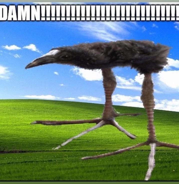 Screenshot 5 for Damn Kiwis