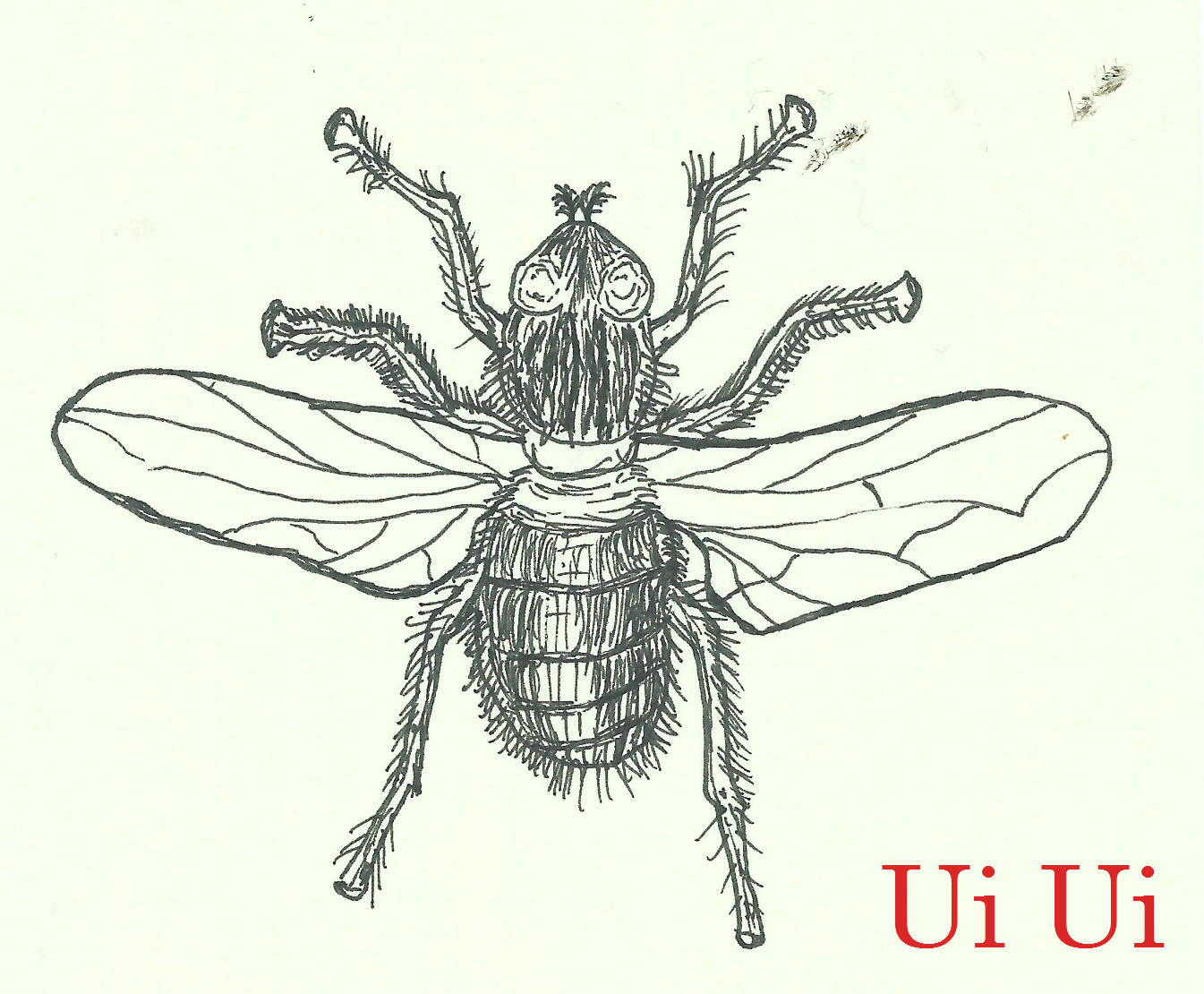 Ui Ui