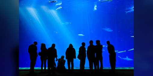 Cover image for Aquarium
