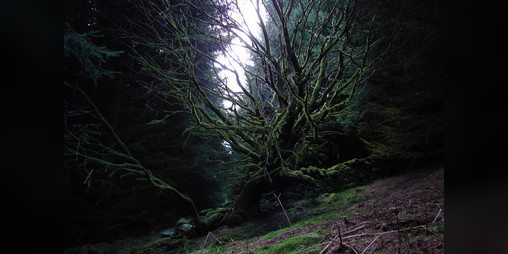 Cover image for bloodstone cairn